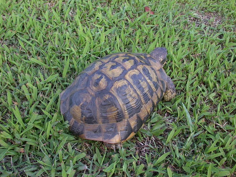 Testudo hermanni hermanni -Tartaruga corsa - A cuppulata